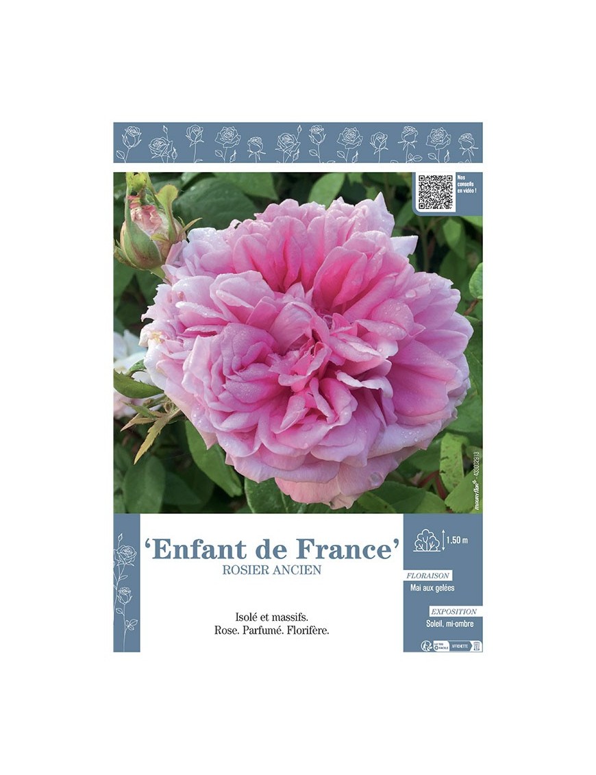 ROSIER ANCIEN ENFANT DE FRANCE