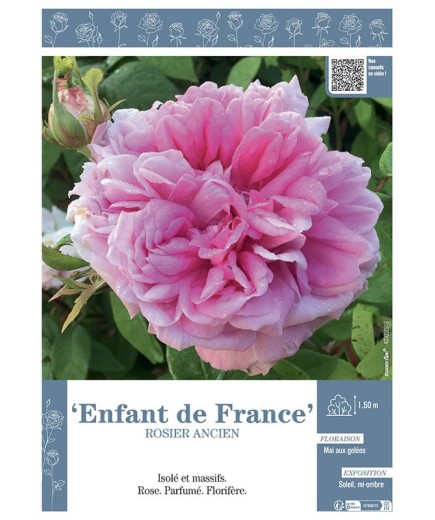 ROSIER ANCIEN ENFANT DE FRANCE