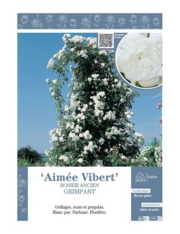 ROSIER ANCIEN GRIMPANT AIMEE VIBERT