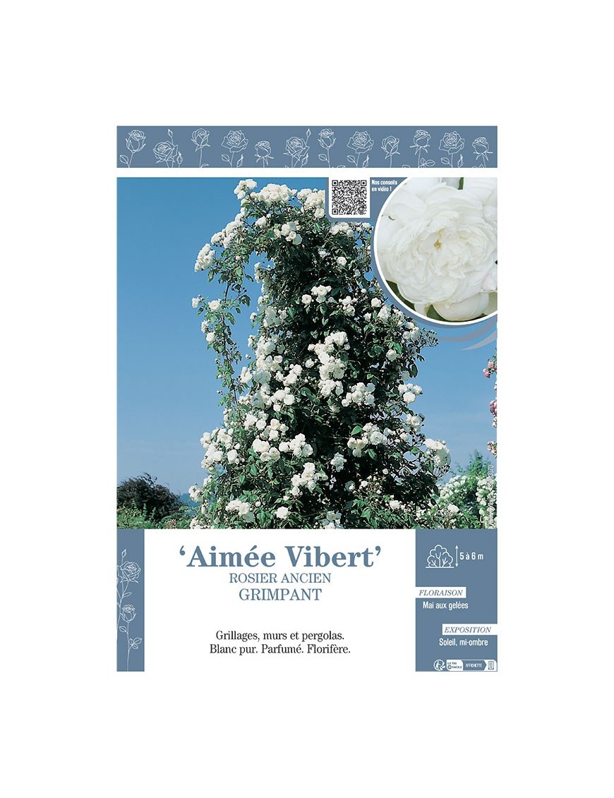 ROSIER ANCIEN GRIMPANT AIMEE VIBERT