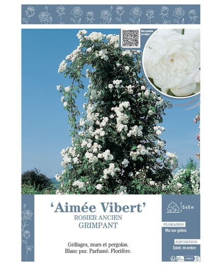 ROSIER ANCIEN GRIMPANT AIMEE VIBERT