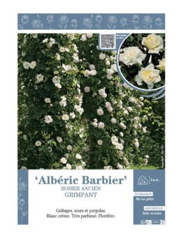 ROSIER ANCIEN GRIMPANT ALBERIC BARBIER