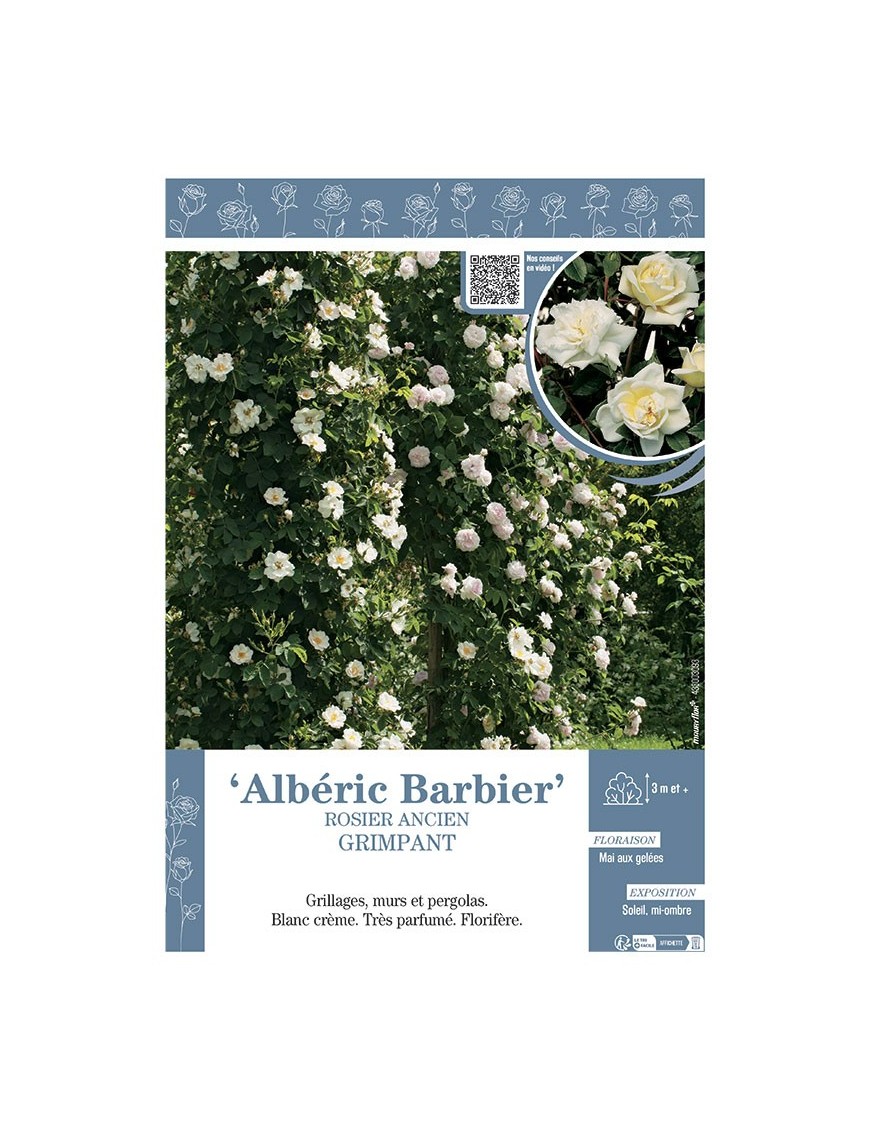 ROSIER ANCIEN GRIMPANT ALBERIC BARBIER