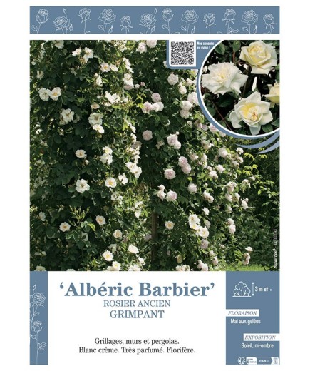 ROSIER ANCIEN GRIMPANT ALBERIC BARBIER
