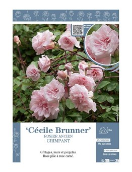 ROSIER ANCIEN GRIMPANT CECILE BRUNNER