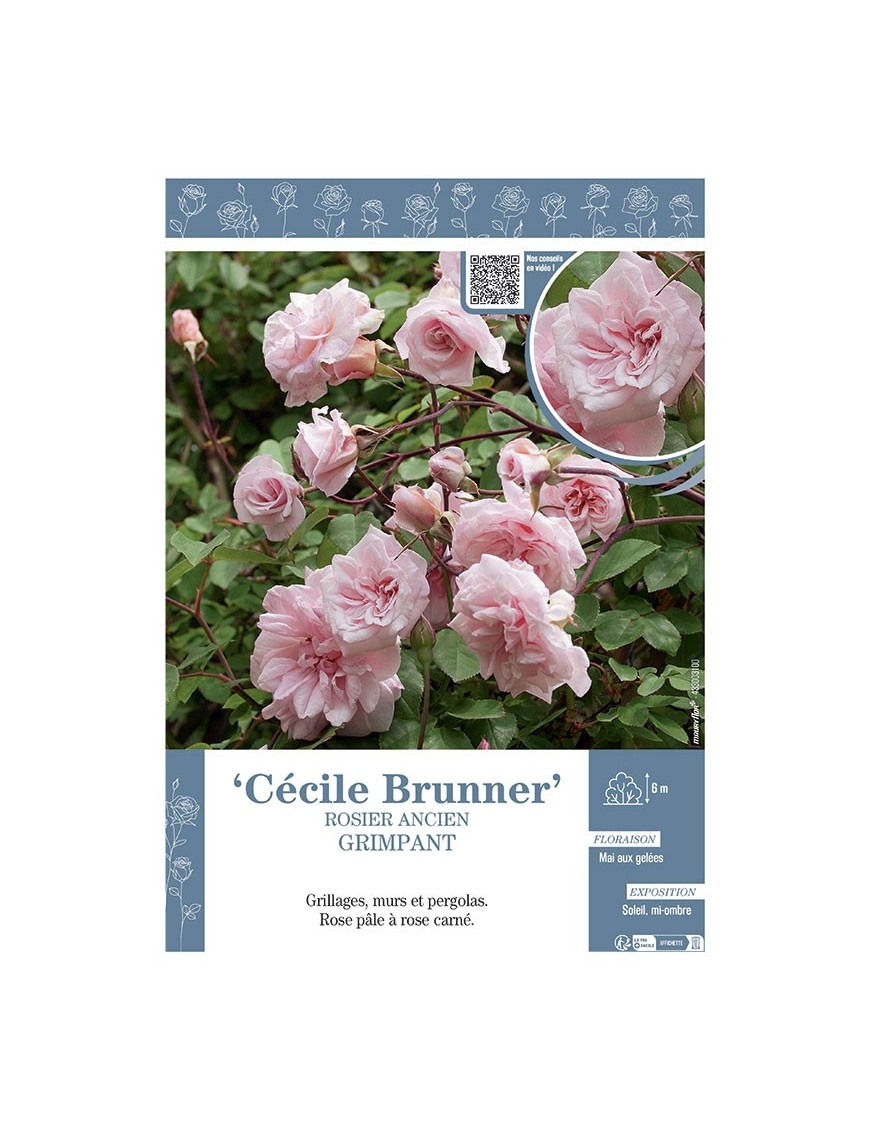ROSIER ANCIEN GRIMPANT CECILE BRUNNER
