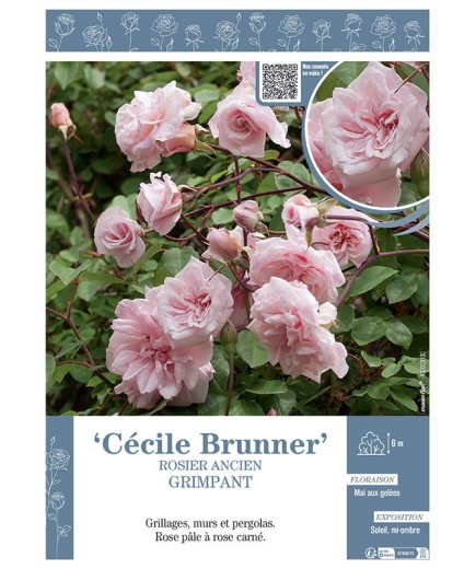 ROSIER ANCIEN GRIMPANT CECILE BRUNNER