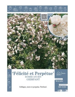 ROSIER ANCIEN GRIMPANT FELICITE ET PERPETUE