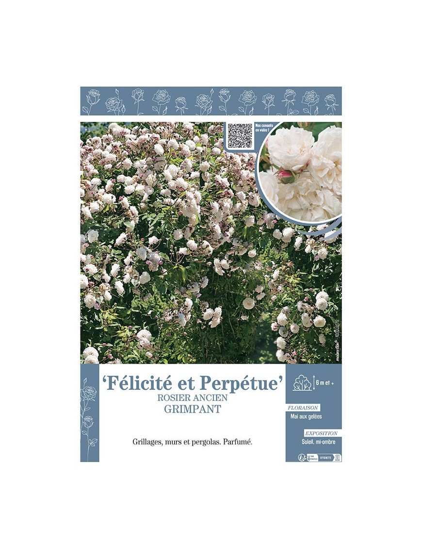 ROSIER ANCIEN GRIMPANT FELICITE ET PERPETUE