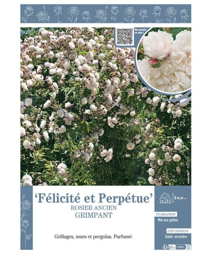 ROSIER ANCIEN GRIMPANT FELICITE ET PERPETUE