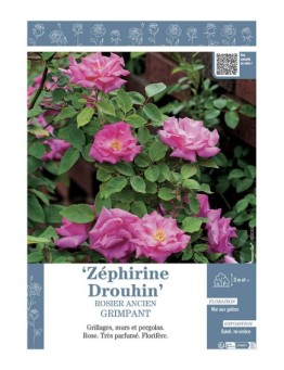 ROSIER ANCIEN GRIMPANT ZEPHIRINE DROUHIN