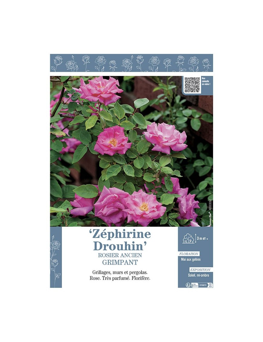 ROSIER ANCIEN GRIMPANT ZEPHIRINE DROUHIN