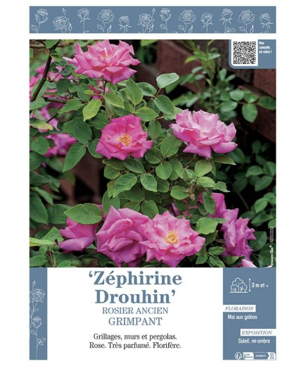 ROSIER ANCIEN GRIMPANT ZEPHIRINE DROUHIN