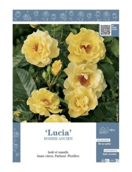 ROSIER ANCIEN LUCIA