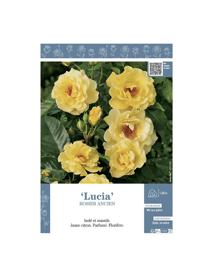 ROSIER ANCIEN LUCIA