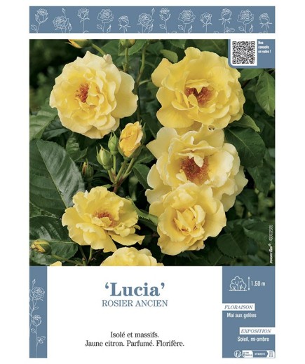 ROSIER ANCIEN LUCIA