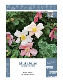 ROSIER ANCIEN MUTABILIS