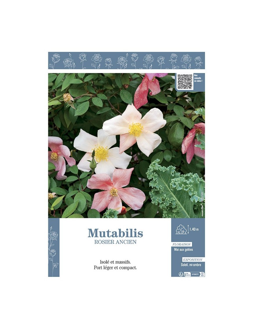 ROSIER ANCIEN MUTABILIS