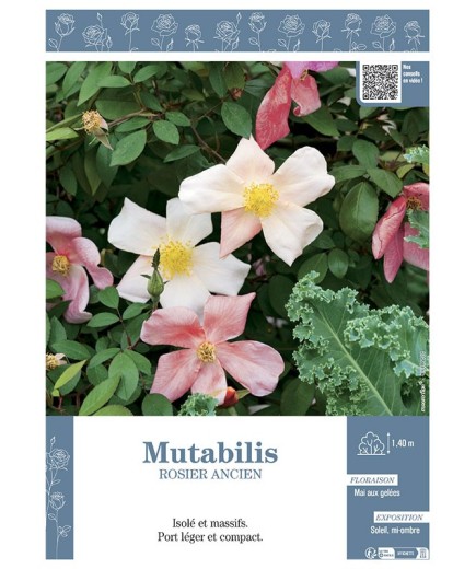 ROSIER ANCIEN MUTABILIS
