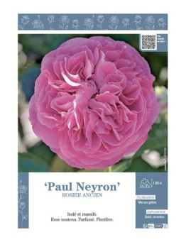 ROSIER ANCIEN PAUL NEYRON