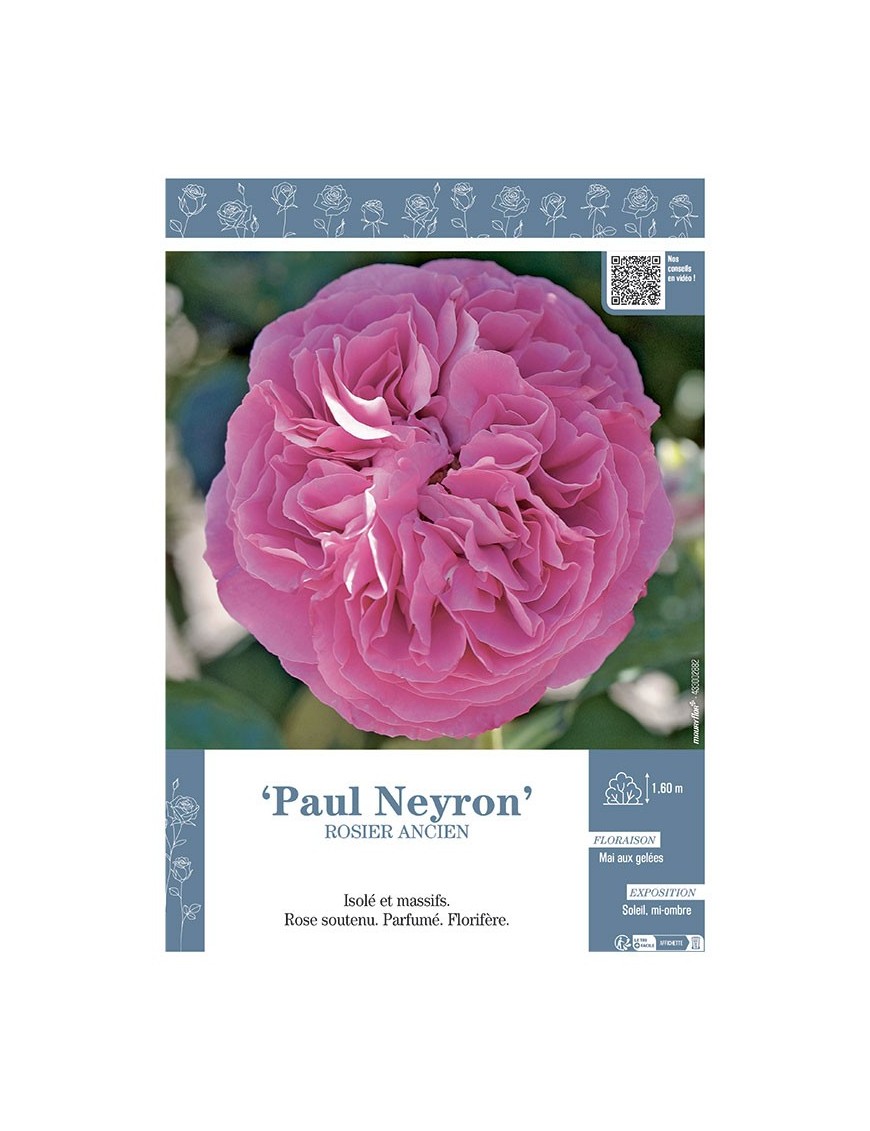 ROSIER ANCIEN PAUL NEYRON