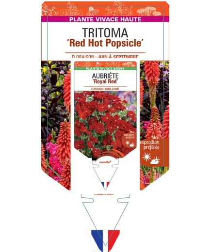 KNIPHOFIA Red Hot Popsicle voir Tritoma