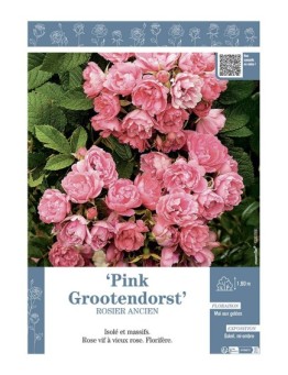 ROSIER ANCIEN PINK GROOTENDORST