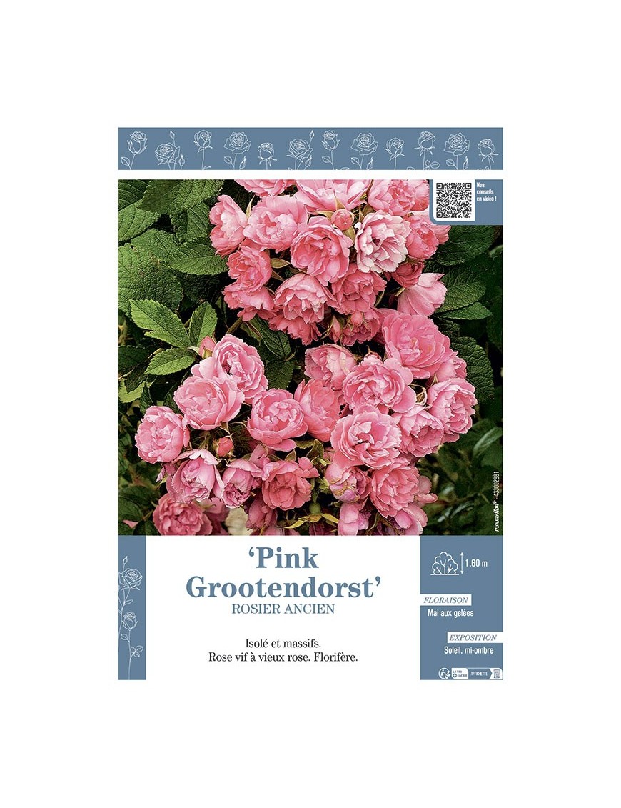 ROSIER ANCIEN PINK GROOTENDORST