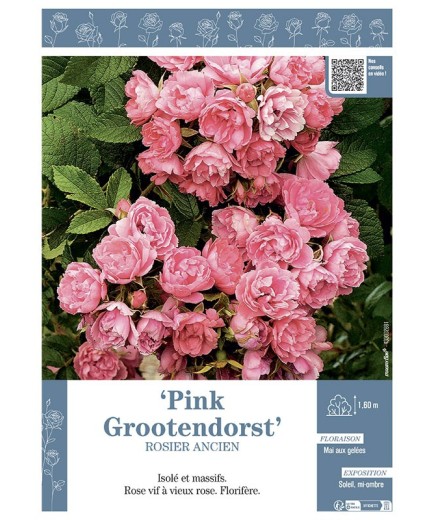 ROSIER ANCIEN PINK GROOTENDORST