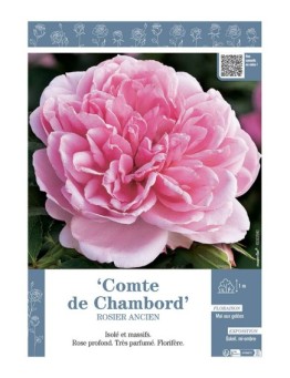 ROSIER ANCIEN REMONTANT COMTE DE CHAMBORD