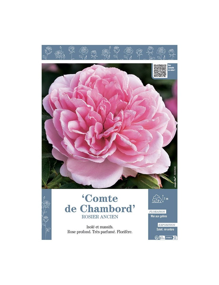 ROSIER ANCIEN REMONTANT COMTE DE CHAMBORD
