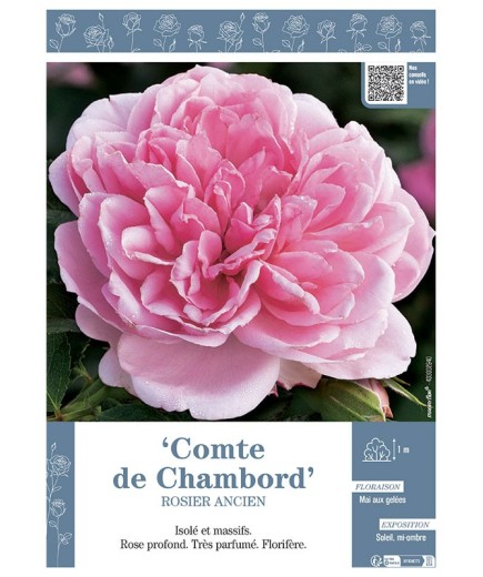 ROSIER ANCIEN REMONTANT COMTE DE CHAMBORD