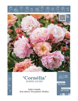 ROSIER ANCIEN REMONTANT CORNELIA