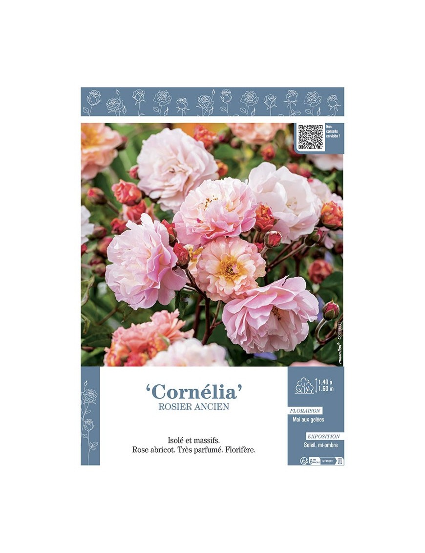 ROSIER ANCIEN REMONTANT CORNELIA