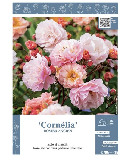 ROSIER ANCIEN REMONTANT CORNELIA