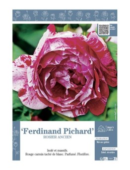 ROSIER ANCIEN REMONTANT FERDINAND PICHARD
