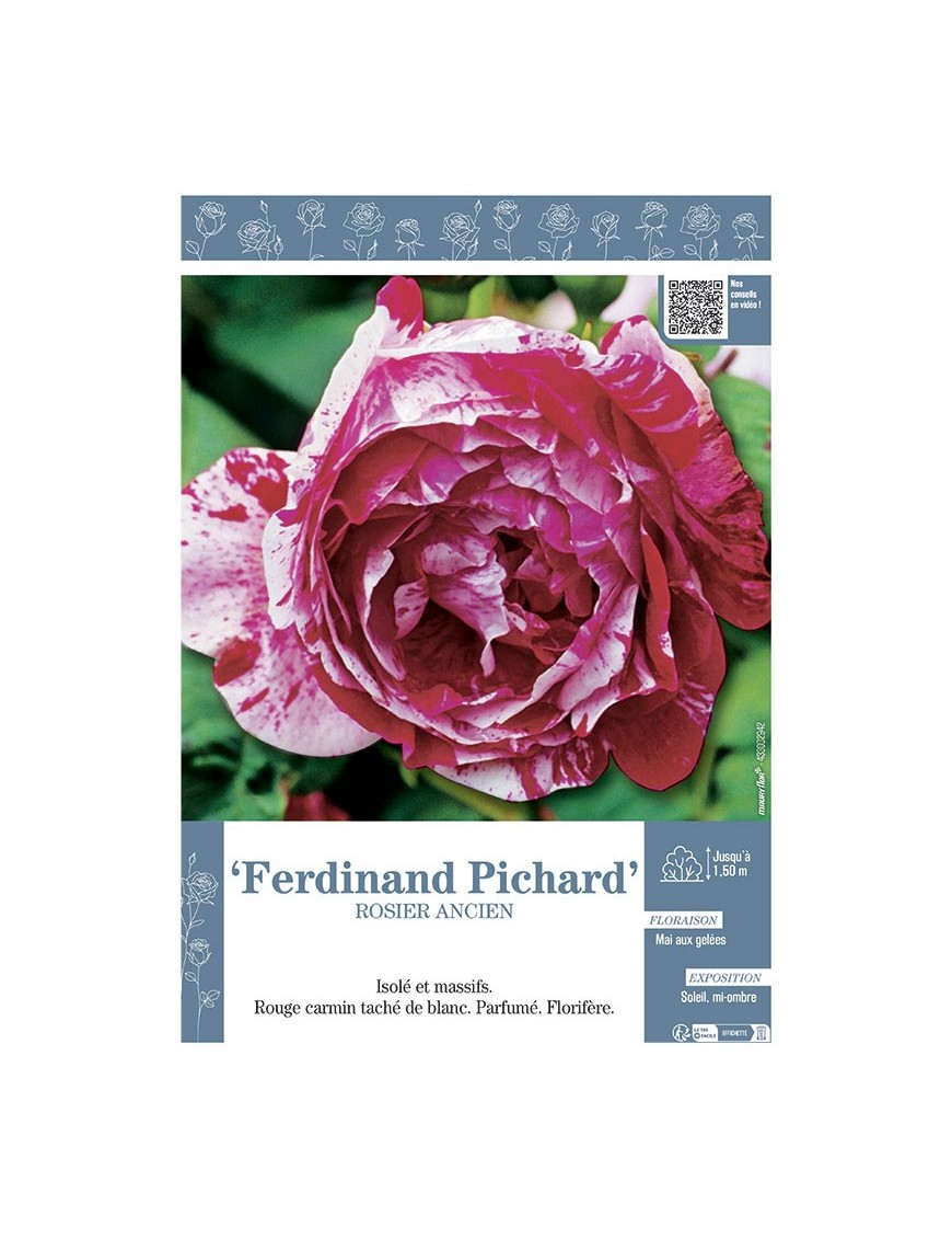 ROSIER ANCIEN REMONTANT FERDINAND PICHARD