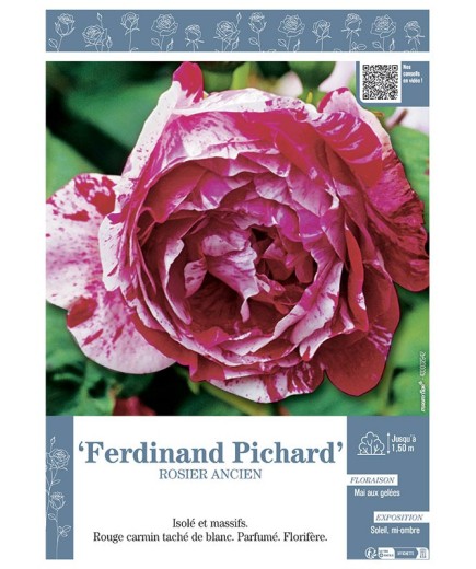 ROSIER ANCIEN REMONTANT FERDINAND PICHARD