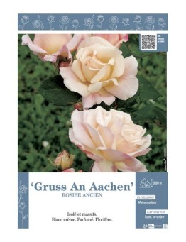 ROSIER ANCIEN REMONTANT GRUSS AN AACHEN