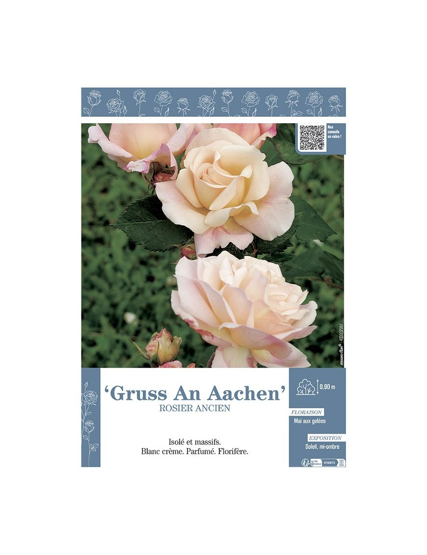 ROSIER ANCIEN REMONTANT GRUSS AN AACHEN