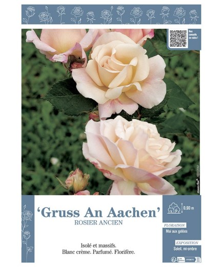 ROSIER ANCIEN REMONTANT GRUSS AN AACHEN