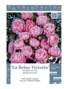 ROSIER ANCIEN REMONTANT LA REINE VICTORIA