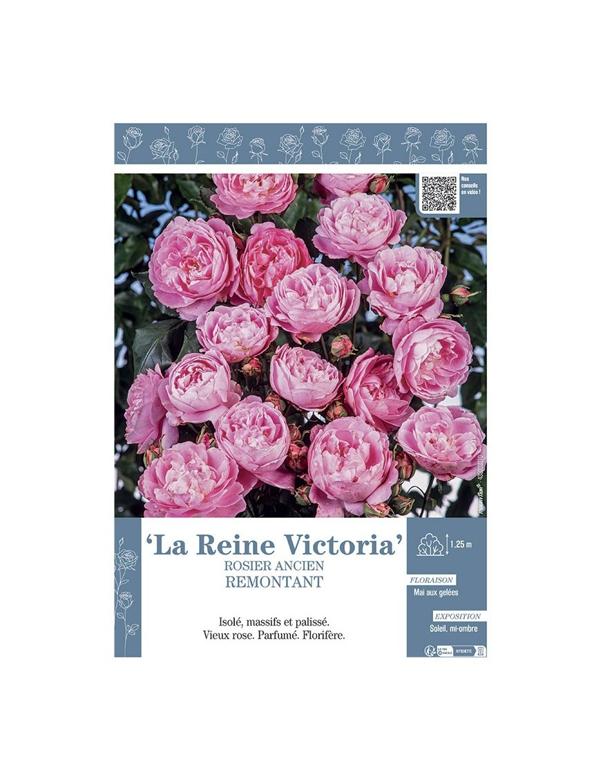 ROSIER ANCIEN REMONTANT LA REINE VICTORIA