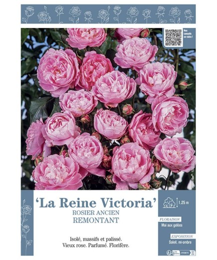 ROSIER ANCIEN REMONTANT LA REINE VICTORIA
