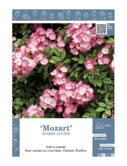 ROSIER ANCIEN REMONTANT MOZART