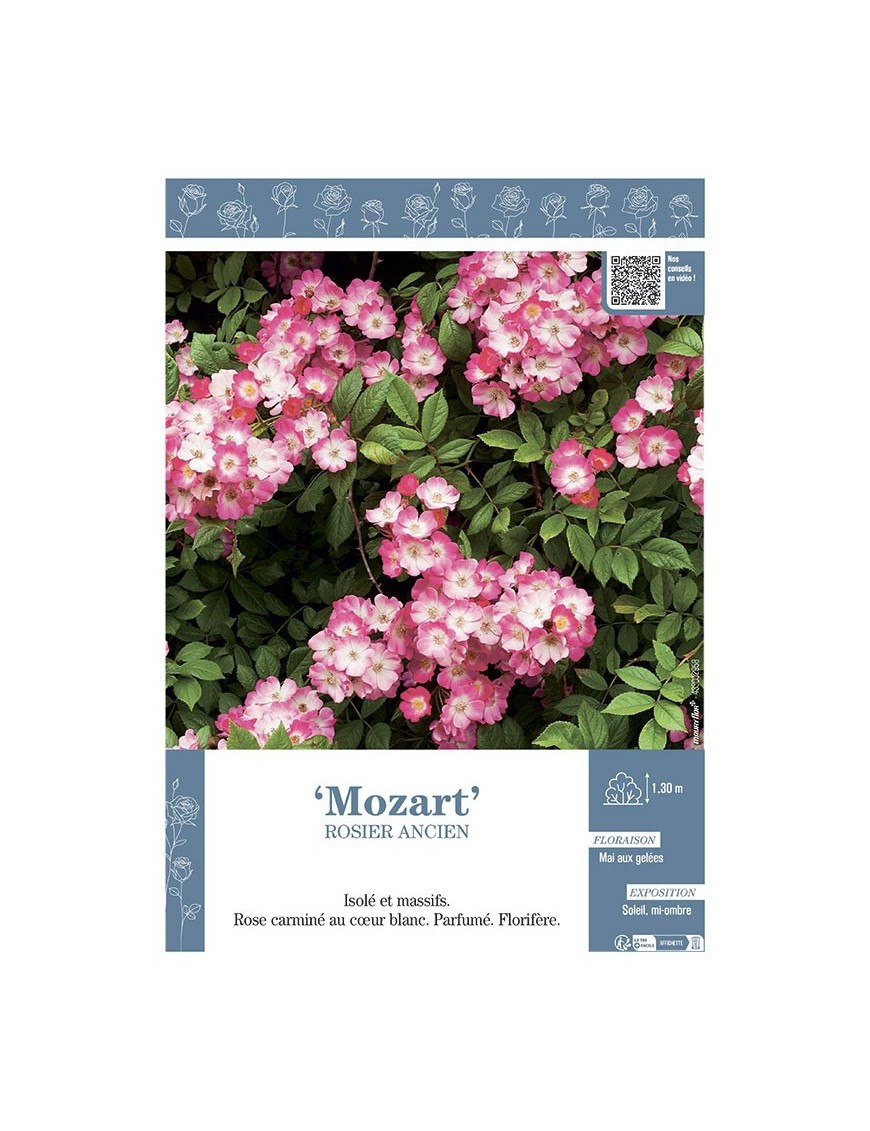 ROSIER ANCIEN REMONTANT MOZART