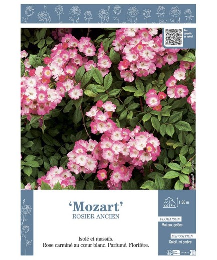 ROSIER ANCIEN REMONTANT MOZART