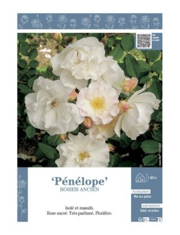 ROSIER ANCIEN REMONTANT PENELOPE