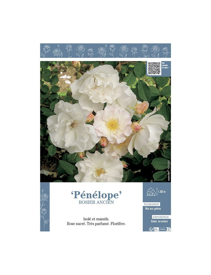 ROSIER ANCIEN REMONTANT PENELOPE
