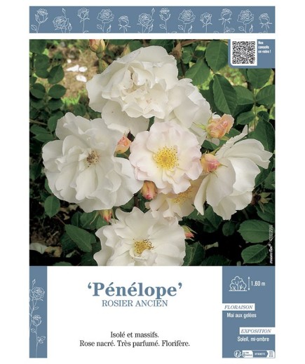 ROSIER ANCIEN REMONTANT PENELOPE
